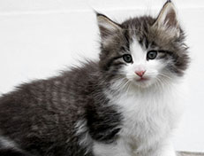 Wildfee's Norwegische Waldkatzen Wildfee's Valgur - 7 Wochen alt