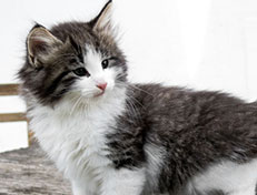 Wildfee's Norwegische Waldkatzen Wildfee's Valgur - 7 Wochen alt