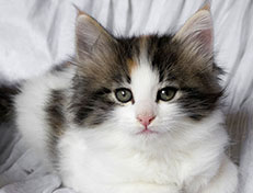 Wildfee's Norwegische Waldkatzen Wildfee's Valhalla - 7 Wochen alt