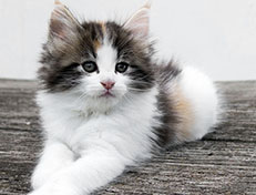 Wildfee's Norwegische Waldkatzen Wildfee's Valhalla - 7 Wochen alt