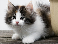 Wildfee's Norwegische Waldkatzen Wildfee's Valhalla - 7 Wochen alt