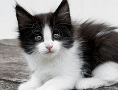 Wildfee's Norwegische Waldkatzen Wildfee's Valie Export - 7 Wochen alt