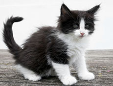 Wildfee's Norwegische Waldkatzen Wildfee's Valie Export - 7 Wochen alt