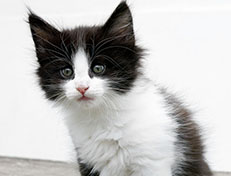 Wildfee's Norwegische Waldkatzen Wildfee's Valie Export - 7 Wochen alt