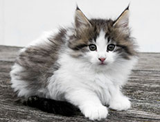 Wildfee's Norwegische Waldkatzen Wildfee's Veela - 7 Wochen alt