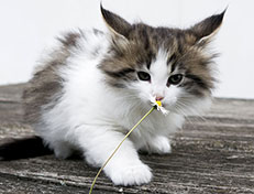 Wildfee's Norwegische Waldkatzen Wildfee's Veela - 7 Wochen alt