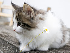 Wildfee's Norwegische Waldkatzen Wildfee's Veela - 7 Wochen alt