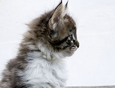 Wildfee's Norwegische Waldkatzen Wildfee's Vilnir - 7 Wochen alt