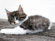 Wildfee's Norwegische Waldkatzen Wildfee's Vilnir - 7 Wochen alt