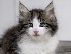 Wildfee's Norwegische Waldkatzen Wildfee's Valgur - 9 Wochen alt