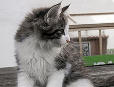 Wildfee's Norwegische Waldkatzen Wildfee's Valgur - 9 Wochen alt