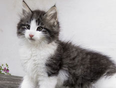 Wildfee's Norwegische Waldkatzen Wildfee's Valgur - 9 Wochen alt