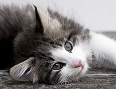 Wildfee's Norwegische Waldkatzen Wildfee's Valgur - 9 Wochen alt