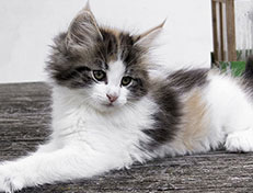 Wildfee's Norwegische Waldkatzen Wildfee's Valhalla - 9 Wochen alt