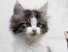 Wildfee's Norwegische Waldkatzen Wildfee's Valhalla - 9 Wochen alt