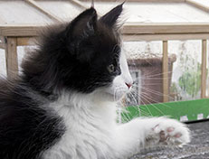 Wildfee's Norwegische Waldkatzen Wildfee's Valie Export - 9 Wochen alt