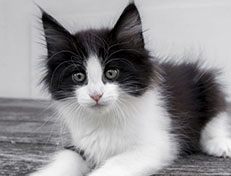 Wildfee's Norwegische Waldkatzen Wildfee's Valie Export - 9 Wochen alt