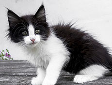 Wildfee's Norwegische Waldkatzen Wildfee's Valie Export - 9 Wochen alt