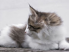 Wildfee's Norwegische Waldkatzen Wildfee's Veela - 9 Wochen alt