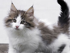 Wildfee's Norwegische Waldkatzen Wildfee's Veela - 9 Wochen alt