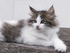 Wildfee's Norwegische Waldkatzen Wildfee's Veela - 9 Wochen alt