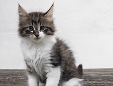 Wildfee's Norwegische Waldkatzen Wildfee's Vilnir - 9 Wochen alt