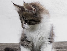 Wildfee's Norwegische Waldkatzen Wildfee's Vilnir - 9 Wochen alt