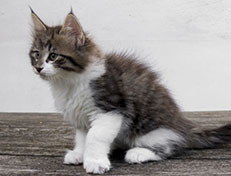 Wildfee's Norwegische Waldkatzen Wildfee's Vilnir - 9 Wochen alt