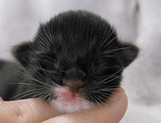 Wildfee's Norwegische Waldkatzen Wildfee's Warhol - 1 Tag alt