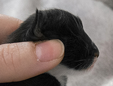 Wildfee's Norwegische Waldkatzen Wildfee's Warhol - 1 Tag alt