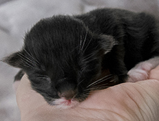 Wildfee's Norwegische Waldkatzen Wildfee's Warhol - 1 Tag alt