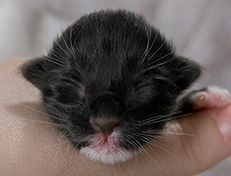 Wildfee's Norwegische Waldkatzen Wildfee's Warin - 1 Tag alt