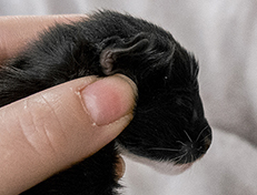 Wildfee's Norwegische Waldkatzen Wildfee's Warin - 1 Tag alt