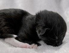 Wildfee's Norwegische Waldkatzen Wildfee's Warhol - 1 Tag alt