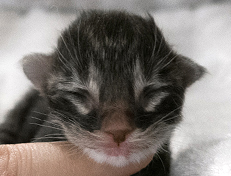 Wildfee's Norwegische Waldkatzen Wildfee's Wesley - 1 Tag alt