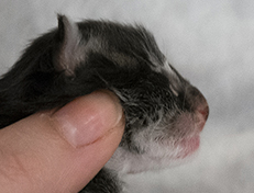 Wildfee's Norwegische Waldkatzen Wildfee's Wesley - 1 Tag alt