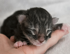 Wildfee's Norwegische Waldkatzen Wildfee's Wesley - 1 Tag alt