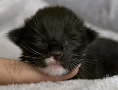 Wildfee's Norwegische Waldkatzen Wildfee's Warhol - 1 Woche alt