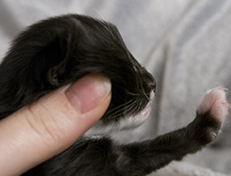 Wildfee's Norwegische Waldkatzen Wildfee's Warhol - 1 Woche alt