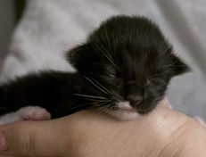 Wildfee's Norwegische Waldkatzen Wildfee's Warhol - 1 Woche alt