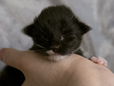 Wildfee's Norwegische Waldkatzen Wildfee's Warhol - 1 Woche alt