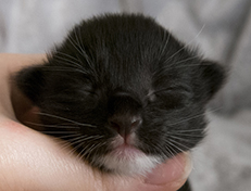 Wildfee's Norwegische Waldkatzen Wildfee's Warin - 1 Woche alt