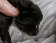 Wildfee's Norwegische Waldkatzen Wildfee's Warin - 1 Woche alt