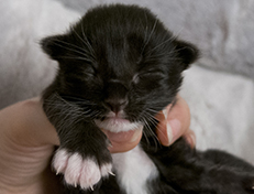 Wildfee's Norwegische Waldkatzen Wildfee's Warin - 1 Woche alt