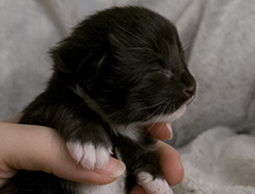 Wildfee's Norwegische Waldkatzen Wildfee's Warin - 1 Woche alt