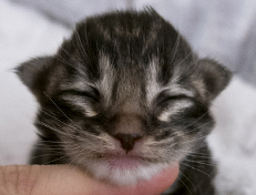 Wildfee's Norwegische Waldkatzen Wildfee's Wesley - 1 Woche alt