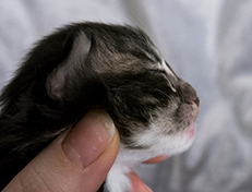 Wildfee's Norwegische Waldkatzen Wildfee's Wesley - 1 Woche alt