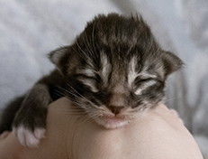 Wildfee's Norwegische Waldkatzen Wildfee's Wesley - 1 Woche alt