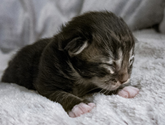 Wildfee's Norwegische Waldkatzen Wildfee's Wesley - 1 Woche alt