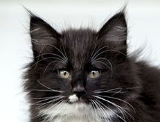 Wildfee's Norwegische Waldkatzen Wildfee's Warhol - 10 Wochen alt